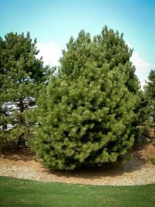 Сосна Чёрная (Pinus Nigra) купить по цене от 270.00р. в интернет-магазине «Посадика» с доставкой почтой в в Сакие и по всей России – [изображение №1].