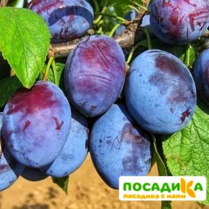 Слива Чачакская ранняя купить по цене от 229.00р. в интернет-магазине «Посадика» с доставкой почтой в в Сакие и по всей России – [изображение №1].