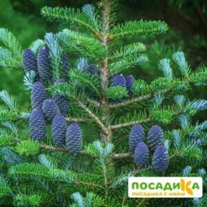 Пихта корейская (Abies koreana) купить по цене от 450.00р. в интернет-магазине «Посадика» с доставкой почтой в в Сакие и по всей России – [изображение №1].