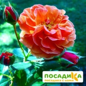 Роза Арабия купить по цене от 350.00р. в интернет-магазине «Посадика» с доставкой почтой в в Сакие и по всей России – [изображение №1].