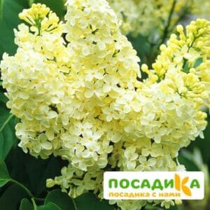 Сирень Примроуз (Primrose) купить по цене от 529.00р. в интернет-магазине «Посадика» с доставкой почтой в в Сакие и по всей России – [изображение №1].