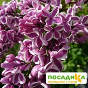 Сирень Сенсация купить по цене от 529.00р. в интернет-магазине «Посадика» с доставкой почтой в в Сакие и по всей России – [изображение №1].