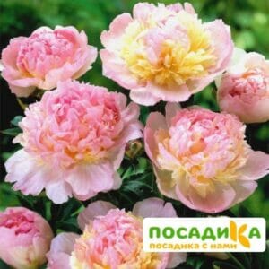 Пион Распберри Сандей (Paeonia Raspberry Sundae) купить по цене от 959р. в интернет-магазине «Посадика» с доставкой почтой в в Сакие и по всей России – [изображение №1].