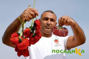 Клубника Гигант Джорнея купить по цене от 266р. в интернет-магазине «Посадика» с доставкой почтой в в Сакие и по всей России – [изображение №1].