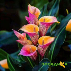 Калла Оникс купить по цене от 450р. в интернет-магазине «Посадика» с доставкой почтой в в Сакие и по всей России – [изображение №1].