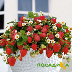 Клубника Рубиновый Шепот (горшечная) купить по цене от 240р. в интернет-магазине «Посадика» с доставкой почтой в в Сакие и по всей России – [изображение №1].