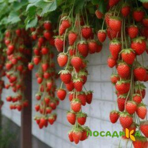 Клубника вьющаяся Комплимент купить по цене от 470р. в интернет-магазине «Посадика» с доставкой почтой в в Сакие и по всей России – [изображение №1].
