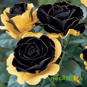 Роза Ханни Сикл купить по цене от 700р. в интернет-магазине «Посадика» с доставкой почтой в в Сакие и по всей России – [изображение №1].