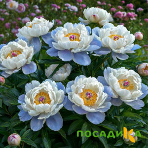 Пион акварельный Этюд купить по цене от 806р. в интернет-магазине «Посадика» с доставкой почтой в в Сакие и по всей России – [изображение №1].