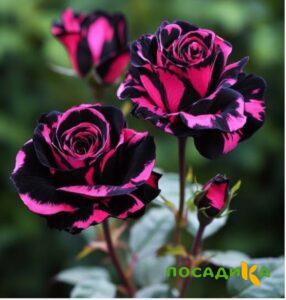 Роза Багровый Шепот купить по цене от 366р. в интернет-магазине «Посадика» с доставкой почтой в в Сакие и по всей России – [изображение №1].