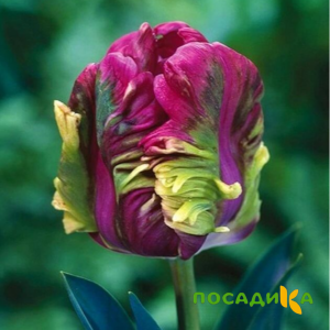 Тюльпан Экзотик Хэвен купить по цене от 186р. в интернет-магазине «Посадика» с доставкой почтой в в Сакие и по всей России – [изображение №1].